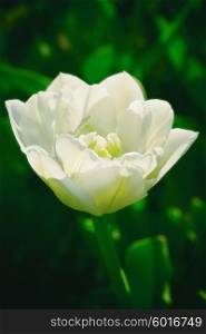 one white tulip on a background of green grass