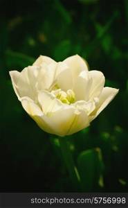 One white tulip on a background of green leaves