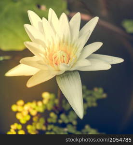 One white water lily lotos flower. lotos flower