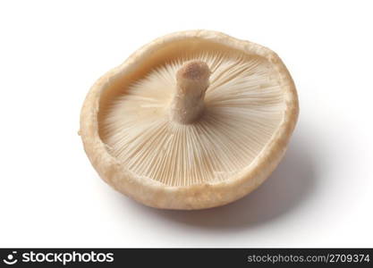 One whole fresh single shiitake upside down on white background