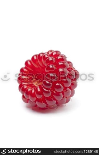 One whole single red edible Japanese Wineberries Rubus phoenicolasius on white background