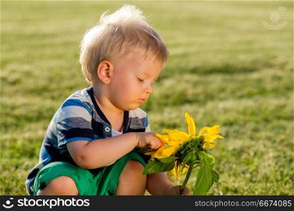 One year old baby boy looking at sunflower. Portrait of toddler child outdoors. Rural scene with one year old baby boy looking at sunflower