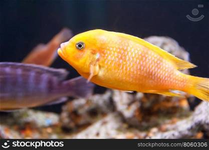 One yellow aulonocara fish swimming in aquarium tank