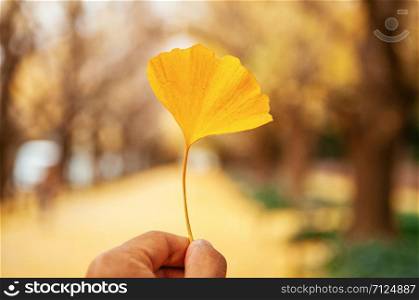 One yellow autumn beautiful Ginkgo leaf in one hand with tree tunnel background - Natural herb plant for medical or season change concept