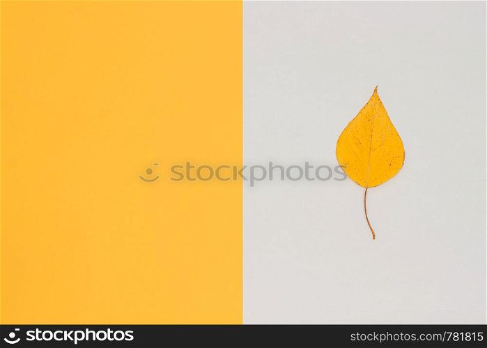 One yellow autumn birch leaf on gray - yellow background with copy space. Top view Minimal style Template for design, invitation, greeting card.. One yellow autumn birch leaf on gray - yellow background with copy space. Top view Minimal style Template for design, invitation, greeting card