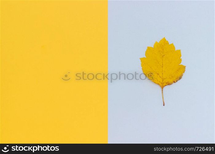 One yellow autumn leaf on gray - yellow background. Top view Copy space Layout. yellow autumn leaf on gray - yellow background