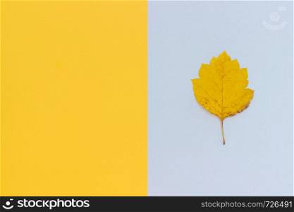 One yellow autumn leaf on gray - yellow background. Top view Copy space Layout. yellow autumn leaf on gray - yellow background