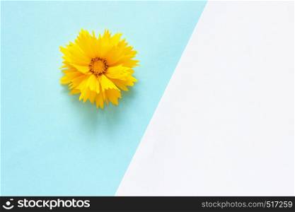 One yellow Coreopsis flower on white and blue paper background Minimal style Copy space Template for lettering, text or your design Creative Top View. One yellow Coreopsis flower on white and blue paper background Minimal style Copy space Template for lettering, text or your design. Creative Top View