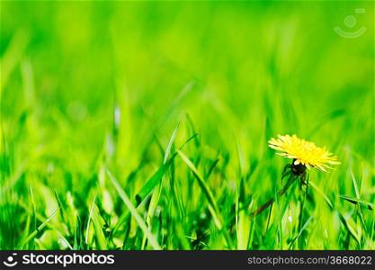 One yellow dandelion on green grass background