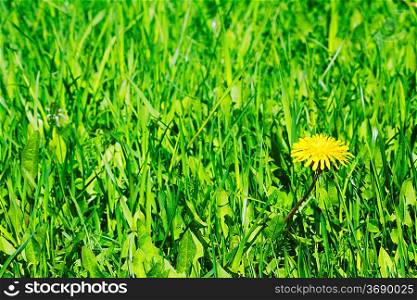 One yellow dandelion on green grass background