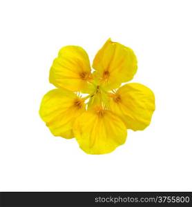 One yellow flower nasturtium isolated on white background