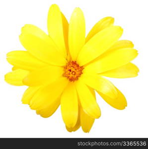 One yellow flower of calendula. Isolated on white background. Close-up. Studio photography.
