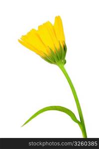 One yellow flower of calendula on green stalk. Isolated on white background. Close-up. Studio photography.