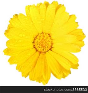 One yellow flower of calendula with dew. Isolated on white background. Close-up. Studio photography.