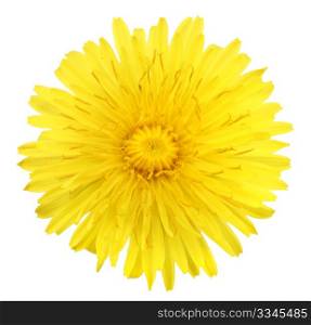 One yellow flower of dandelion isolated on white background. Close-up. Studio photography.