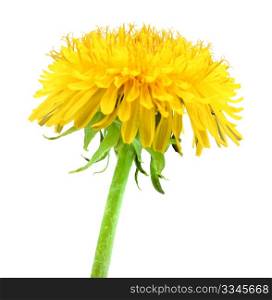 One yellow flower of dandelion isolated on white background. Close-up. Studio photography.