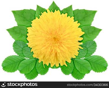 One yellow flower with green leaf. Nature ornament template for your design. Isolated on white background. Close-up. Studio photography.