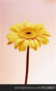 One yellow Gerbera flower on pink background