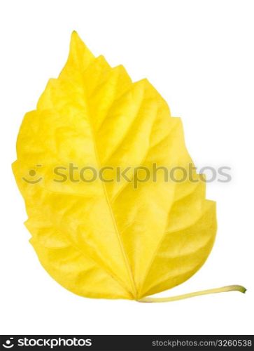 One yellow leaf isolated on white background. Close-up. Studio photography.
