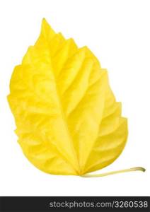 One yellow leaf isolated on white background. Close-up. Studio photography.