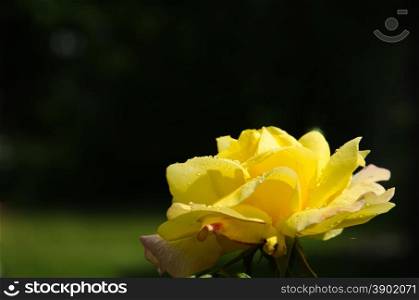 One yellow rose with water drops at a natural dark green background