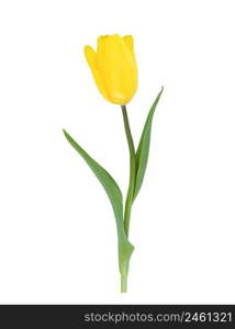 One yellow tulip isolated on a white background.. One yellow tulip isolated on white background.