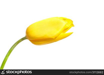 One yellow tulip isolated on white background