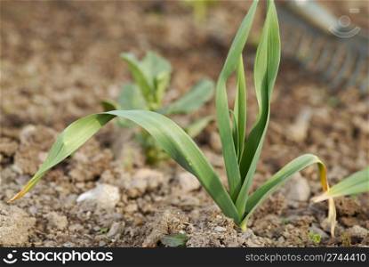 One young healthy garlic (Allium sativum) plant foliage.