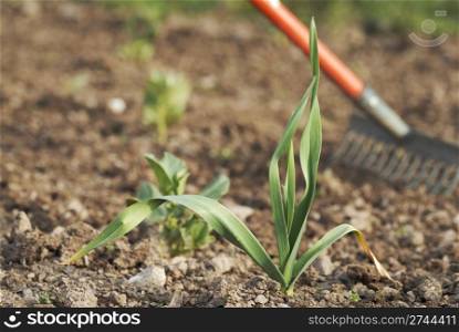One young healthy garlic (Allium sativum) plant foliage.
