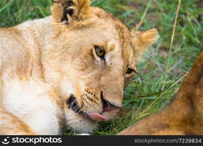One young lion in close-up, the face of a nearly sleeping lion. A young lion in close-up, the face of a nearly sleeping lion