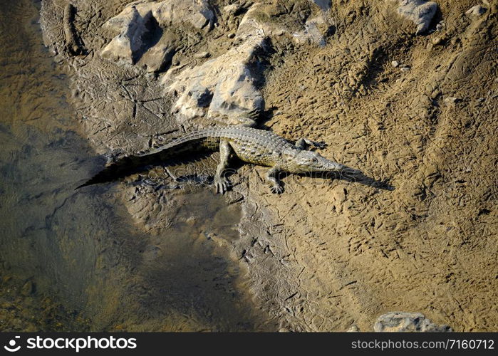 One young Nile Crocodile catching sun on the river bank