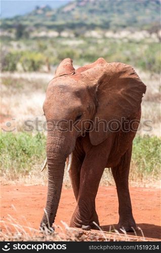One young red elephant is standing in the savanna. A young red elephant is standing in the savanna