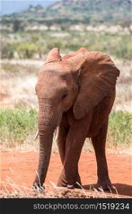 One young red elephant is standing in the savanna. A young red elephant is standing in the savanna