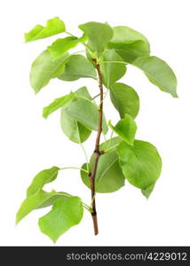 One young sprout of apple-tree with green leaf. Isolated on white background. Close-up. Studio photography.