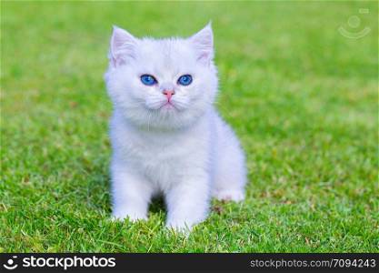 One young white silver shaded short hair cat sits outside on green lawn