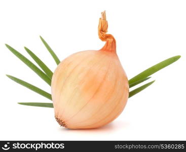 Onion bulb on white background cutout