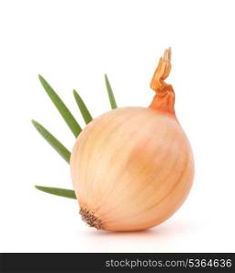 Onion bulb on white background cutout