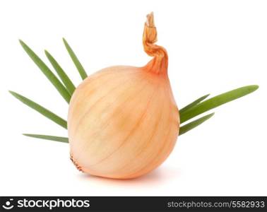 Onion bulb on white background cutout