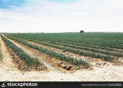 Onion crop in a field, Peru