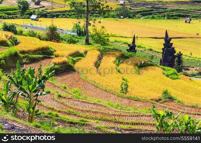 Onion field in Indonesia