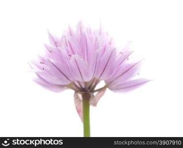 onion flowers on a white background