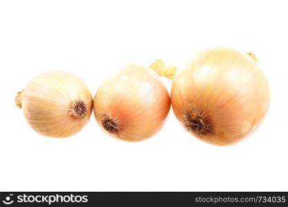 Onion. fresh onions isolated on white background