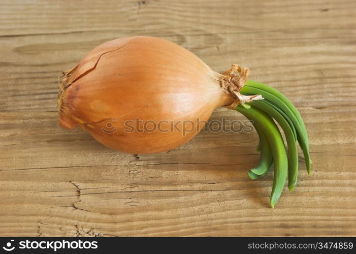 onion on a wooden background
