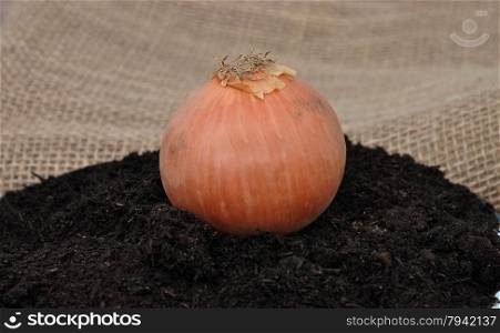 Onion on soil