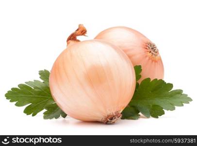 Onion vegetable bulb and parsley leaves still life isolated on white background cutout