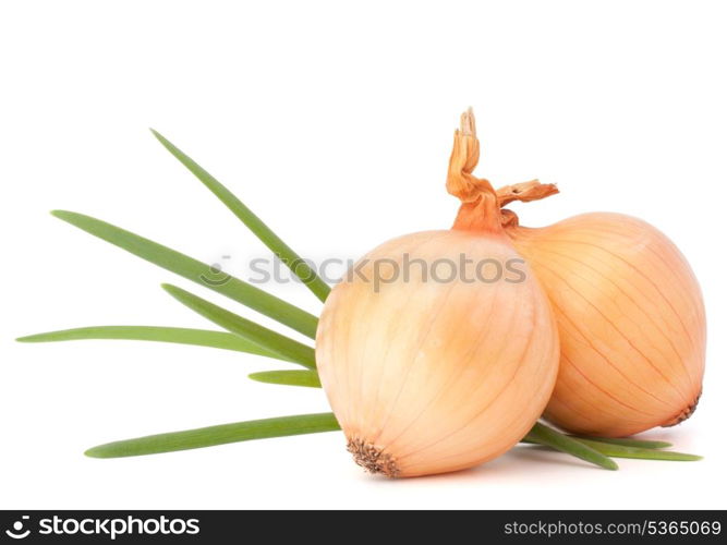 Onion vegetable still life on white background cutout