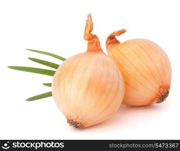 Onion vegetable still life on white background cutout