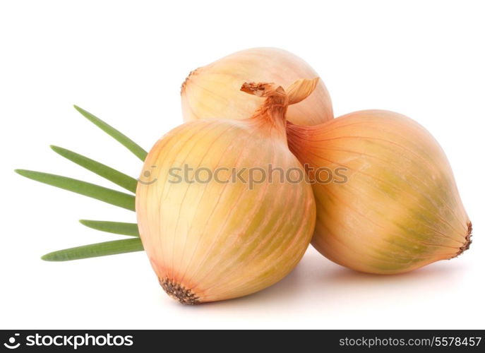 Onion vegetable still life on white background cutout