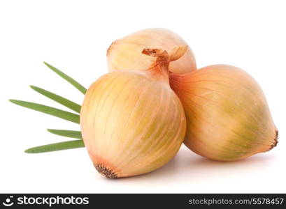 Onion vegetable still life on white background cutout