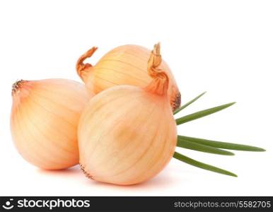 Onion vegetable still life on white background cutout
